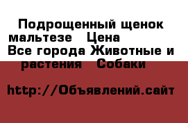 Подрощенный щенок мальтезе › Цена ­ 15 000 - Все города Животные и растения » Собаки   